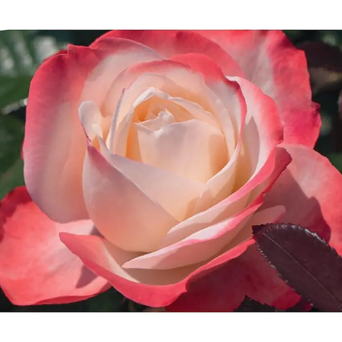 Piardino Edelrose 'Nostalgie'® - Rosa 'Nostalgie', Blütenfarbe: Weiß/Rot - Detailaufnahme