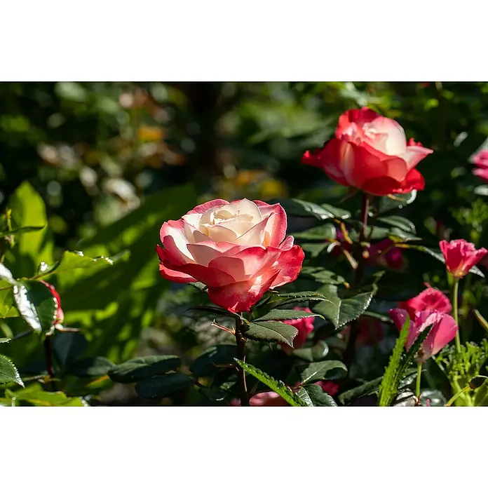 Piardino Edelrose 'Nostalgie'® - Rosa 'Nostalgie', Blütenfarbe: Weiß/Rot - Detailaufnahme