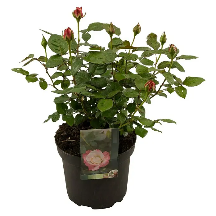 Piardino Beetrose Mella - Rosa 'Mella', Topfgröße: 23 cm, Rosa - Vorderansicht