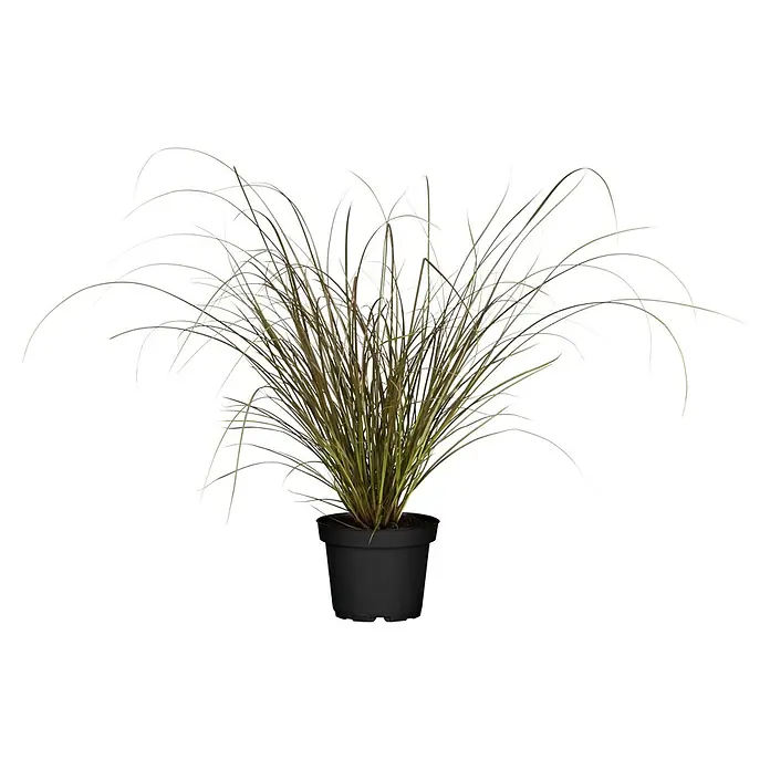Piardino Federborstengras - Pennisetum advena 'Rubrum', 3 l - Vorderansicht