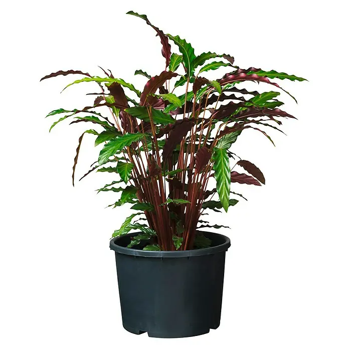 Nature Plantenpot - 20 l, Kunststof, Zwart - Vooraanzicht