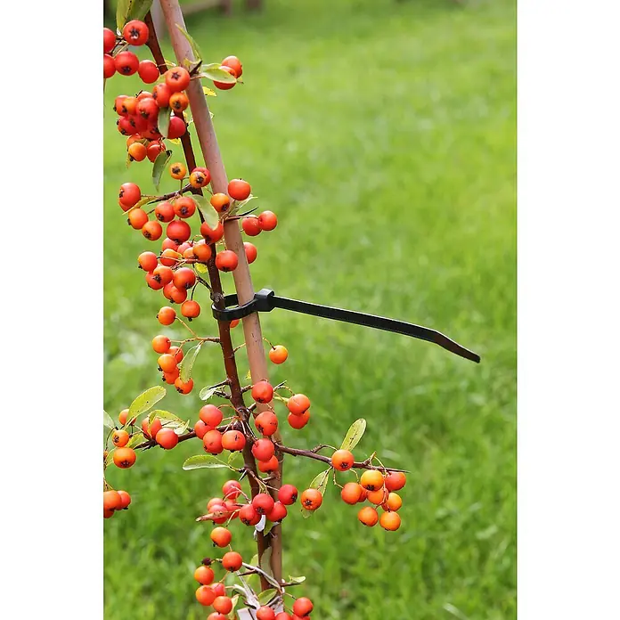Nature Universele binders - Lengte: 30 cm, 25 stk. - Toepassingsvoorbeeld