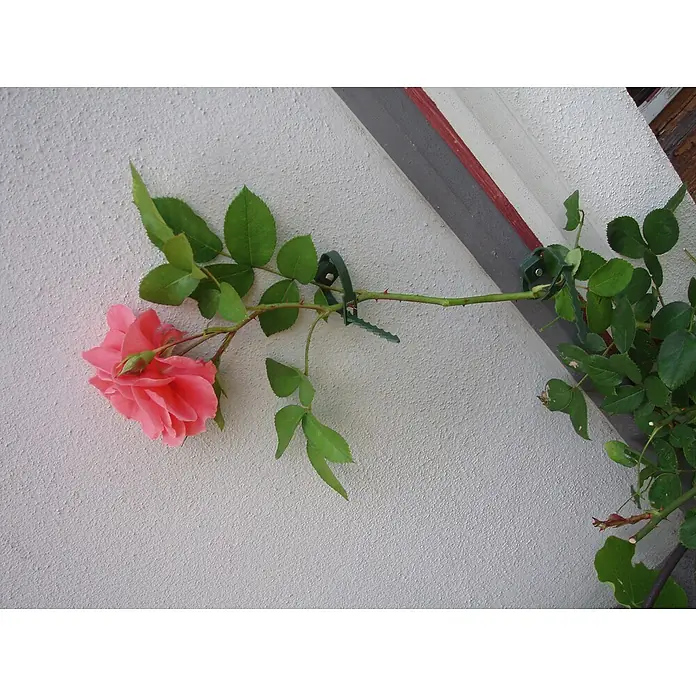 Nature Plantenbinders voor klimplanten - 45 mm, 6 stk. - Toepassingsvoorbeeld