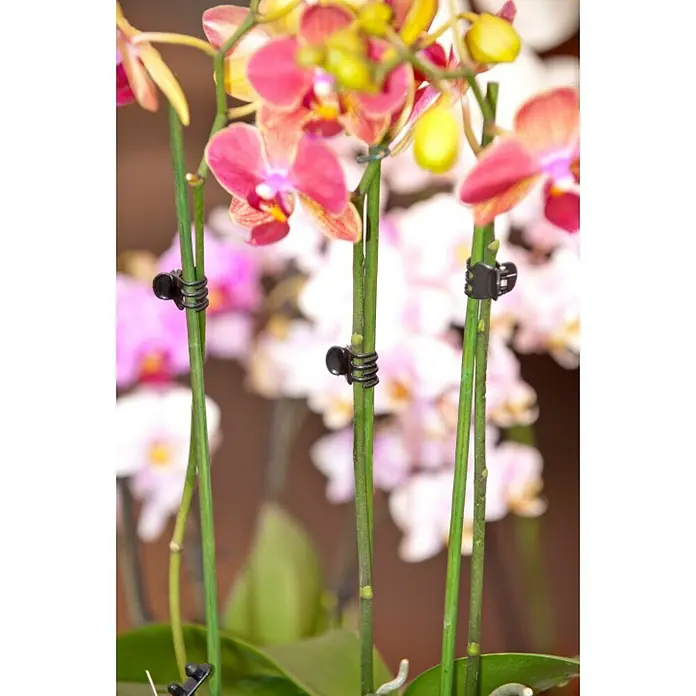 Nature Orchideeënclips - 10 stk., Zwart - Close-up