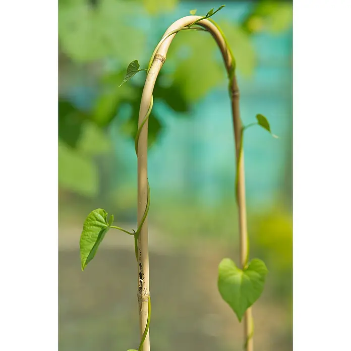 Nature Bamboestok gebogen - 3 stk., Ø x h: 14 mm x 150 cm - Close-up
