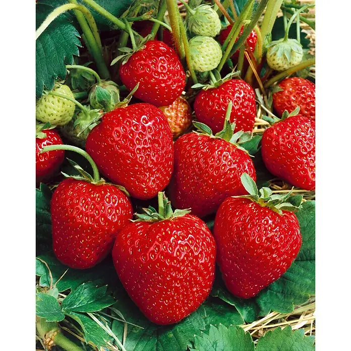 Piardino Erdbeere Korona - Fragaria x ananassa, 8 Stk., Erntezeit: Juni - Juli - Detailaufnahme