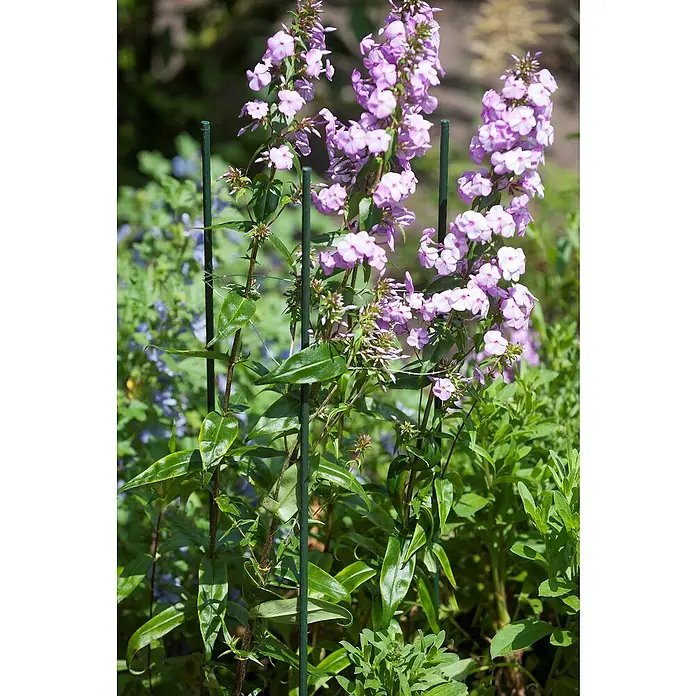 Nature Plantenstok - 60 cm, Diameter: 8 mm, Metaal - Sfeeropname