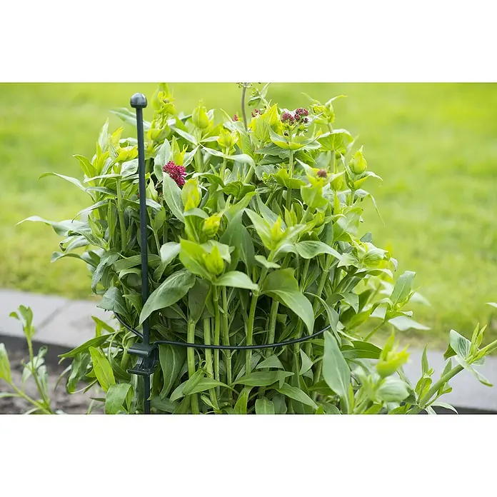 Nature Plantenring - Diameter: 22 cm, 1 stk., Staal - Sfeeropname