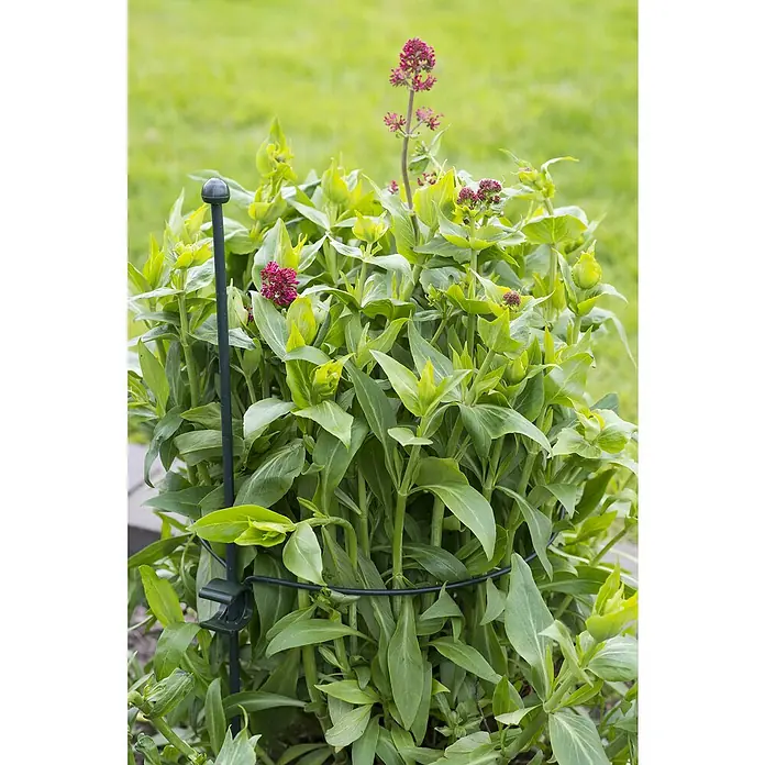 Nature Plantenring - Diameter: 22 cm, 1 stk., Staal - Sfeeropname