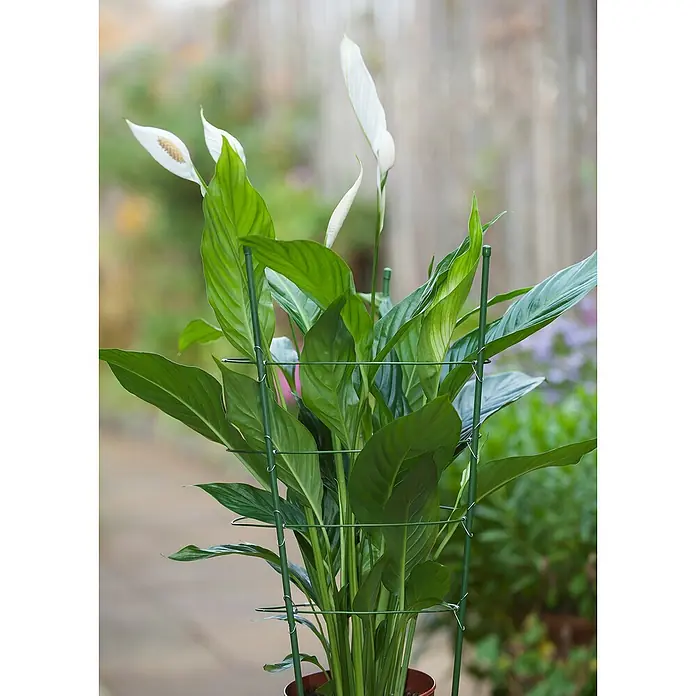 Nature Plantensteun - 60 cm, Staal - Close-up