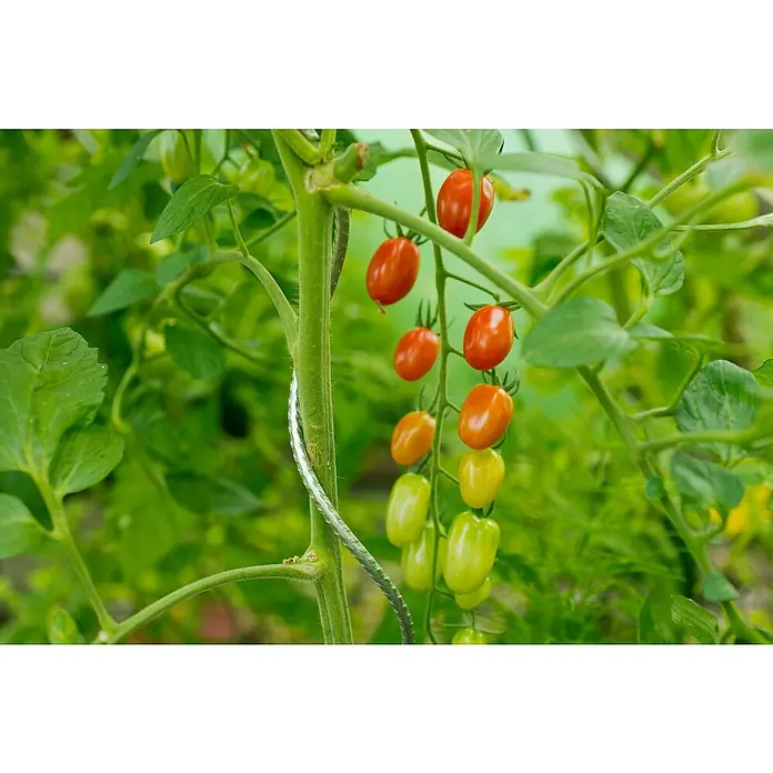 Nature Klimsteun voor tomaten - 180 cm - Sfeeropname