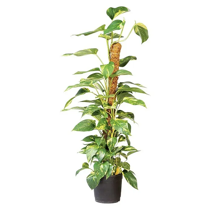 Nature Plantstok Kokos - 90 cm, Diameter: 38 mm - Vooraanzicht