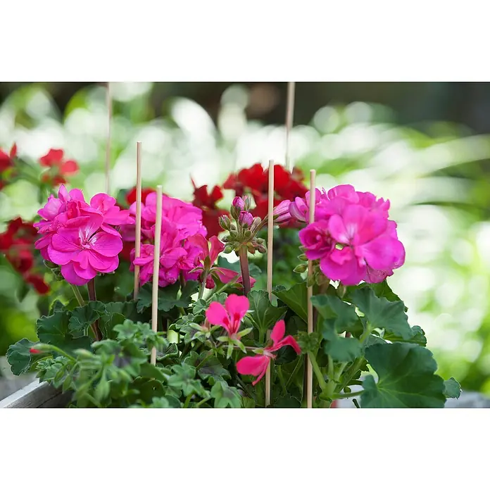Nature Splitbamboe - 50 cm, Bruin, 10 stk. - Toepassingsvoorbeeld