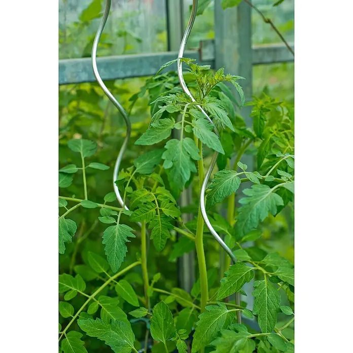 Nature Klimsteun voor tomaten - 180 cm - Sfeeropname