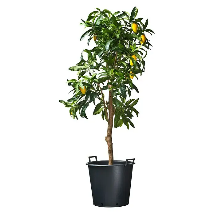 Nature Plantenkuip - Ø x h: 60,5 x 49,5 cm, Zwart, Capaciteit: 90 l - Vooraanzicht