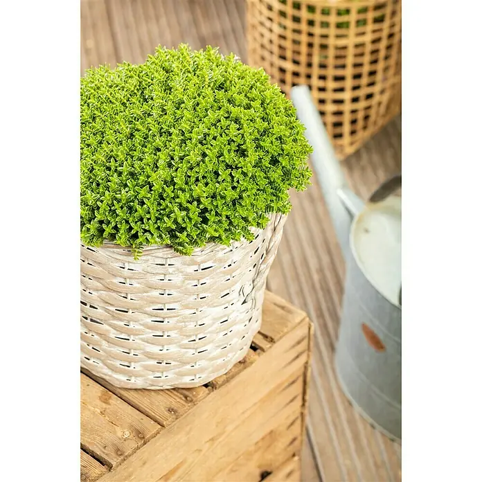 Piardino Strauchveronika - Hebe 'Green Boys' - Stimmungsaufnahme