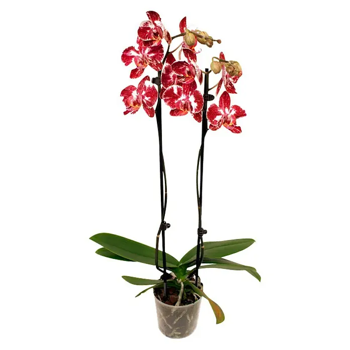 Piardino Orquídea mariposa - Phalaenopsis Hybride Mashimo, Tamaño de maceta: 12 cm, Bicolor, Número de brotes: 2 ud., En posición vertical - Vista frontal