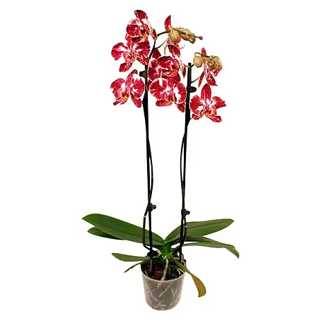 Piardino  Orquídea mariposa