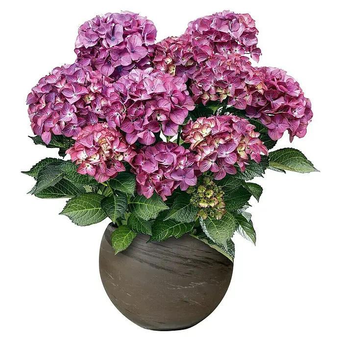 Pflanztopf Luna - Außenmaß (Ø x H): 26 x 19,1 cm, Naturmaterialien, Basalt - Vorderansicht