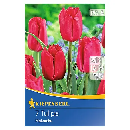 Kiepenkerl  Frühlingsblumenzwiebeln Tulpe 'Makarska'