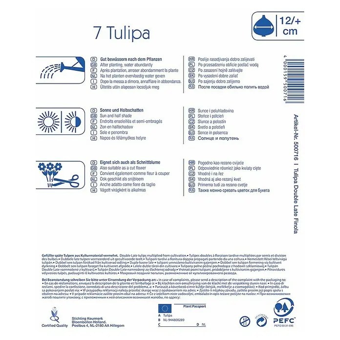 Kiepenkerl Frühlingsblumenzwiebeln Tulpe 'Finola' - Tulipa x hybride - Rückansicht