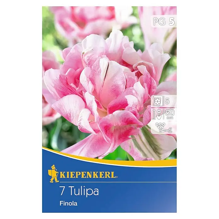 Kiepenkerl Frühlingsblumenzwiebeln Tulpe 'Finola' - Tulipa x hybride - Vorderansicht
