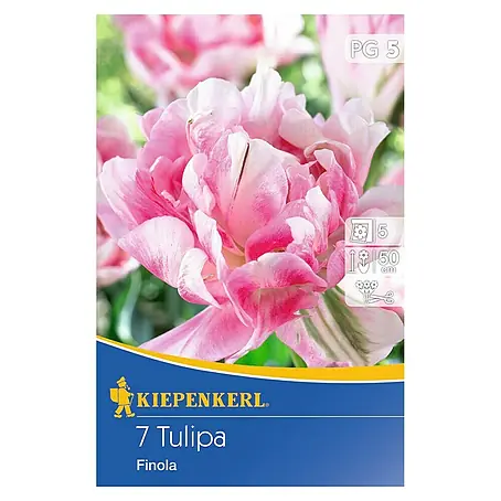 Kiepenkerl  Frühlingsblumenzwiebeln Tulpe 'Finola'