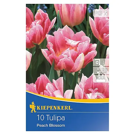 Kiepenkerl  Frühlingsblumenzwiebeln Tulpe 'Peach Blossom'