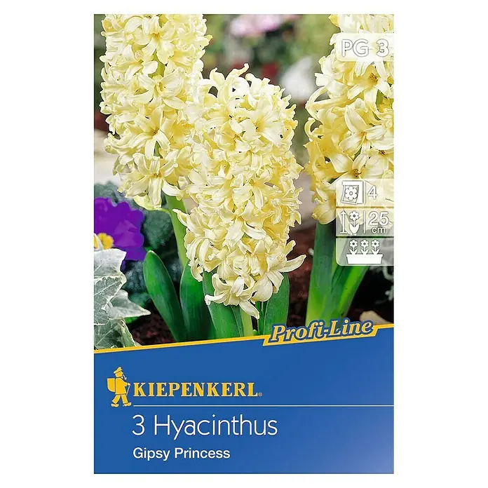 Kiepenkerl Frühlingsblumenzwiebeln Hyazinthe 'Gipsy Princess' - Hyacinthus hybride, 3 Stk. - Vorderansicht