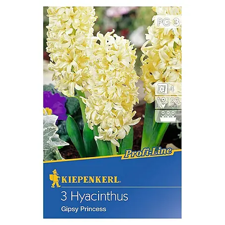 Kiepenkerl  Frühlingsblumenzwiebeln Hyazinthe 'Gipsy Princess'