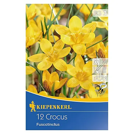 Kiepenkerl  Frühlingsblumenzwiebeln Krokus 'Fuscotinctus'