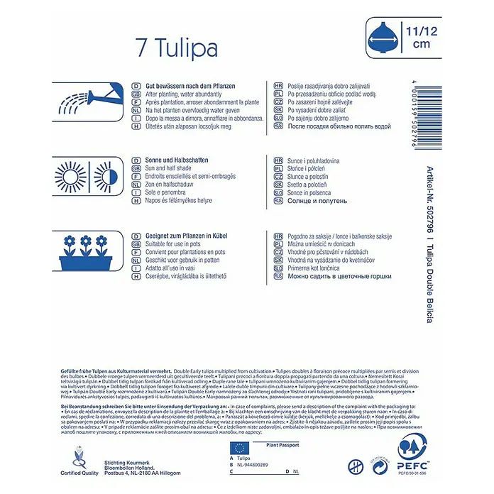Kiepenkerl Frühlingsblumenzwiebeln Tulpe 'Belicia' - Tulipa x hybride - Rückansicht