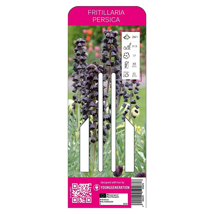 Frühlingsblumenzwiebeln Persische Kaiserkrone - Fritillaria persica, 1 Stk. - Vorderansicht