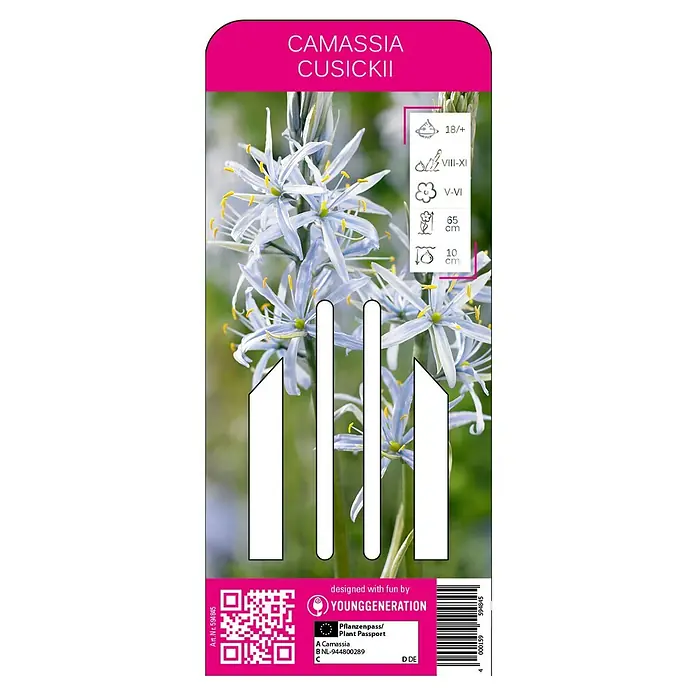 Sommerblumenzwiebeln - Camassia cusickii, 1 Stk. - Vorderansicht