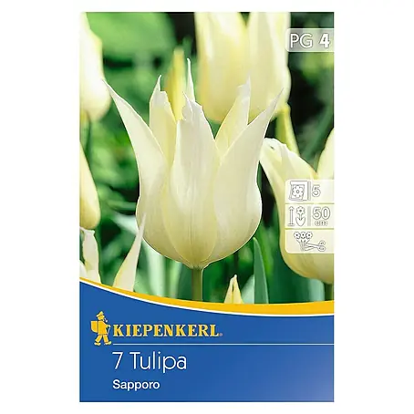 Kiepenkerl  Frühlingsblumenzwiebeln Tulpe 'Sapporo'