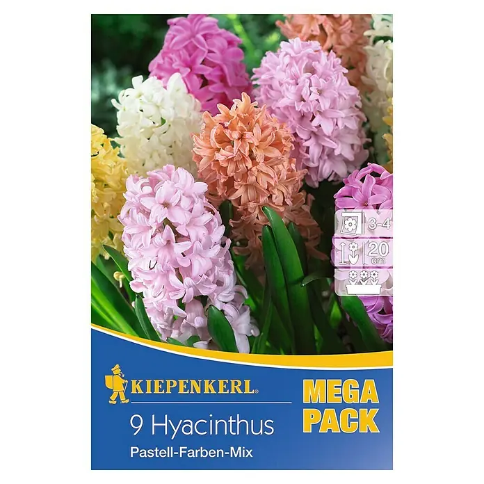 Kiepenkerl Frühlingsblumenzwiebeln Hyazinthen Pastell-Farben-Mix - Hyacinthus, 9 Stk. - Vorderansicht