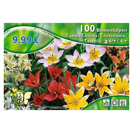Kiepenkerl  Frühlingsblumenzwiebeln Tulpe 'Bienentulpen'