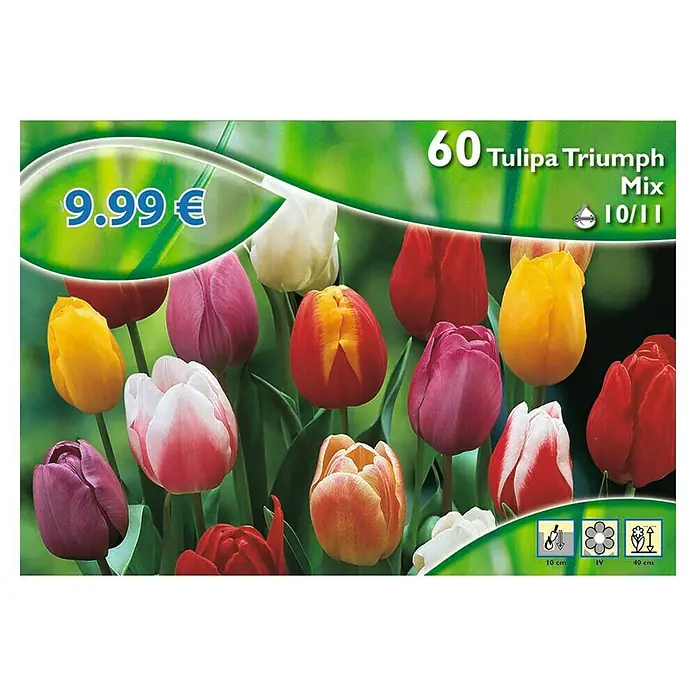 Kiepenkerl Frühlingsblumenzwiebeln Tulpe Triumph Mischung - Tulipa, 60 Stk. - Vorderansicht