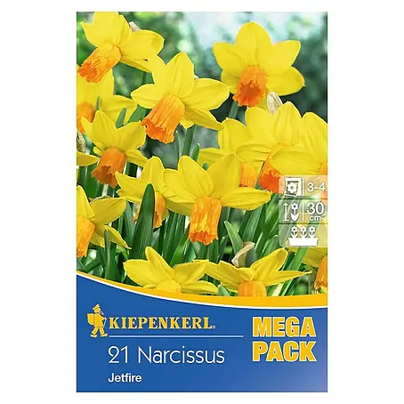 Kiepenkerl  Frühlingsblumenzwiebeln Narzisse 'Jetfire'