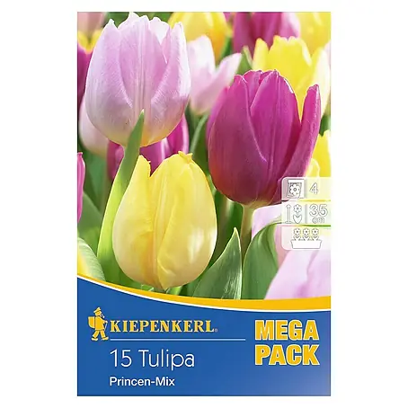 Kiepenkerl  Frühlingsblumenzwiebeln Tulpe 'Princen-Mix'
