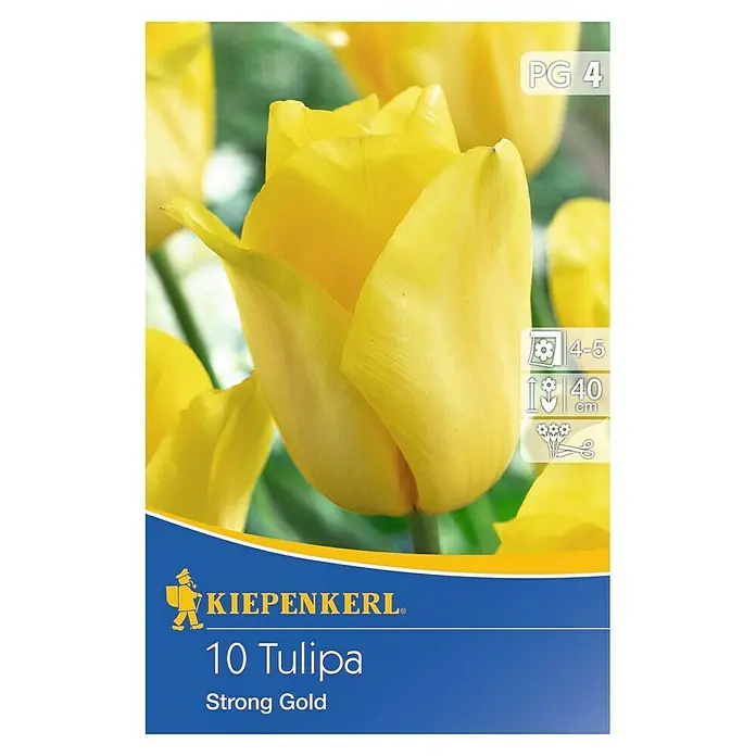 Kiepenkerl Frühlingsblumenzwiebeln Tulpe 'Strong Gold' - Tulipa x hybride - Vorderansicht