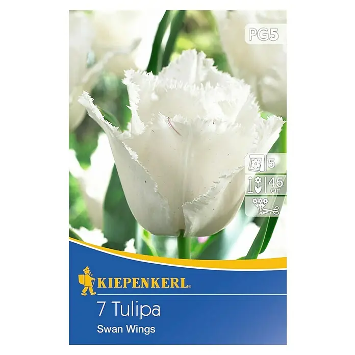Kiepenkerl Frühlingsblumenzwiebeln Tulpe 'Swanwings' - Tulipa x hybride - Vorderansicht