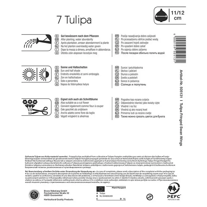 Kiepenkerl Frühlingsblumenzwiebeln Tulpe 'Swanwings' - Tulipa x hybride - Rückansicht