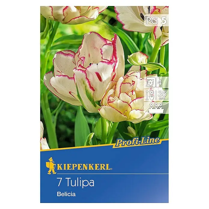 Kiepenkerl Frühlingsblumenzwiebeln Tulpe 'Belicia' - Tulipa x hybride - Vorderansicht