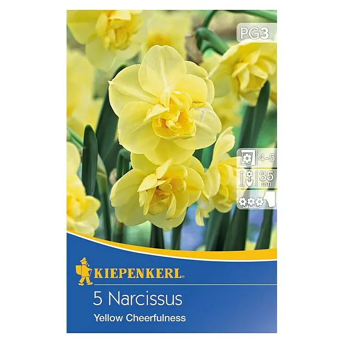 Kiepenkerl Frühlingsblumenzwiebeln Narzisse 'Yellow Cheerfulness' - Narcissus 'Yellow Cheerfulness' - Vorderansicht