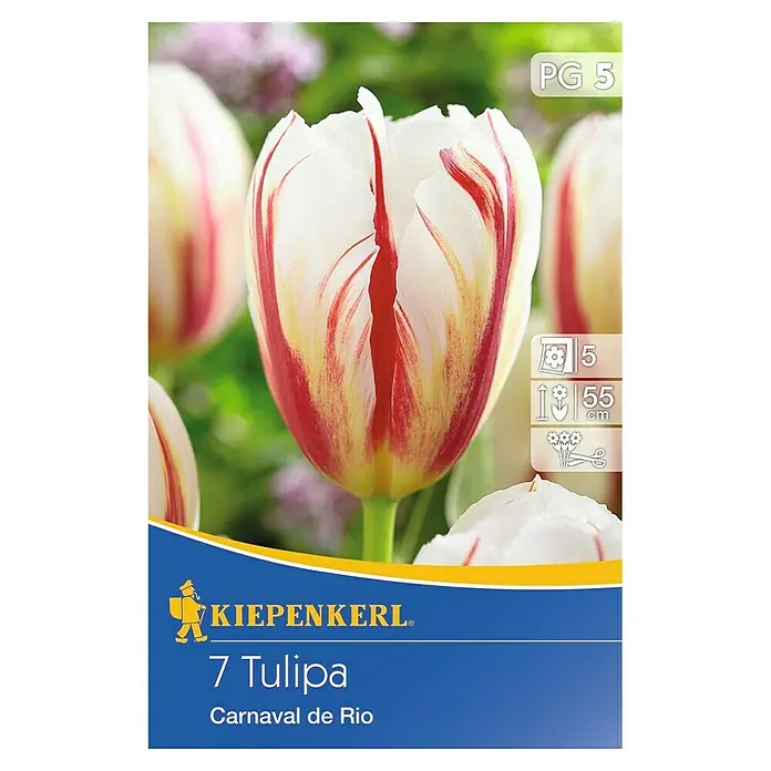 Kiepenkerl Frühlingsblumenzwiebeln Tulpe 'Carnaval de Rio' - Tulipa x hybride - Vorderansicht