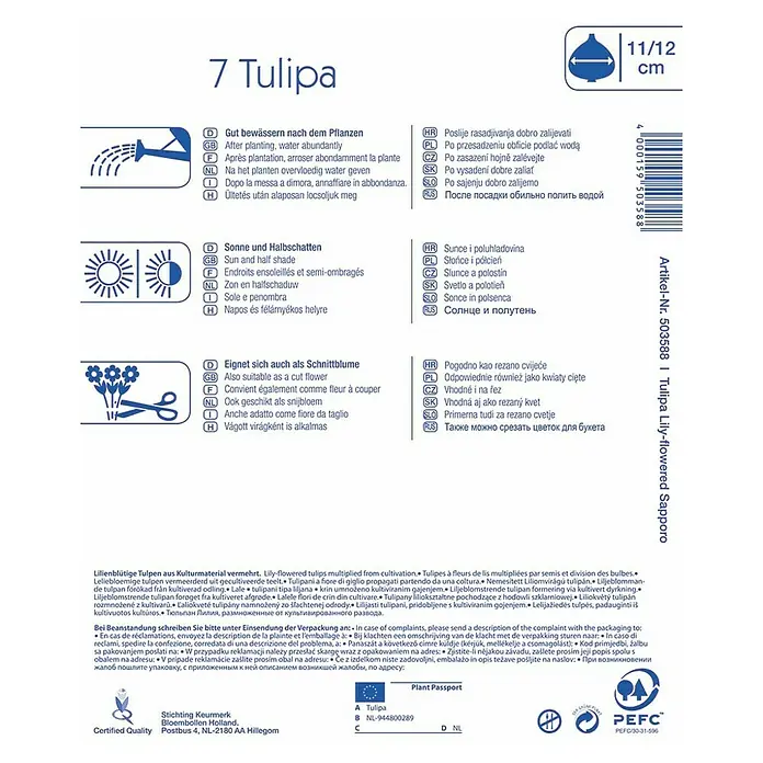 Kiepenkerl Frühlingsblumenzwiebeln Tulpe 'Sapporo' - Tulipa x hybride - Rückansicht