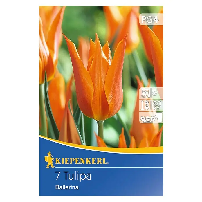 Kiepenkerl Frühlingsblumenzwiebeln Tulpe 'Ballerina' - Tulipa x hybride - Vorderansicht