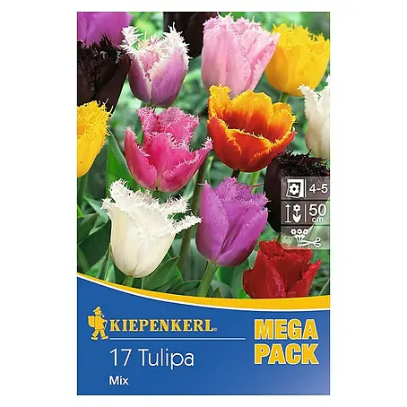 Kiepenkerl  Frühlingsblumenzwiebeln Tulpe Gefranster Mix