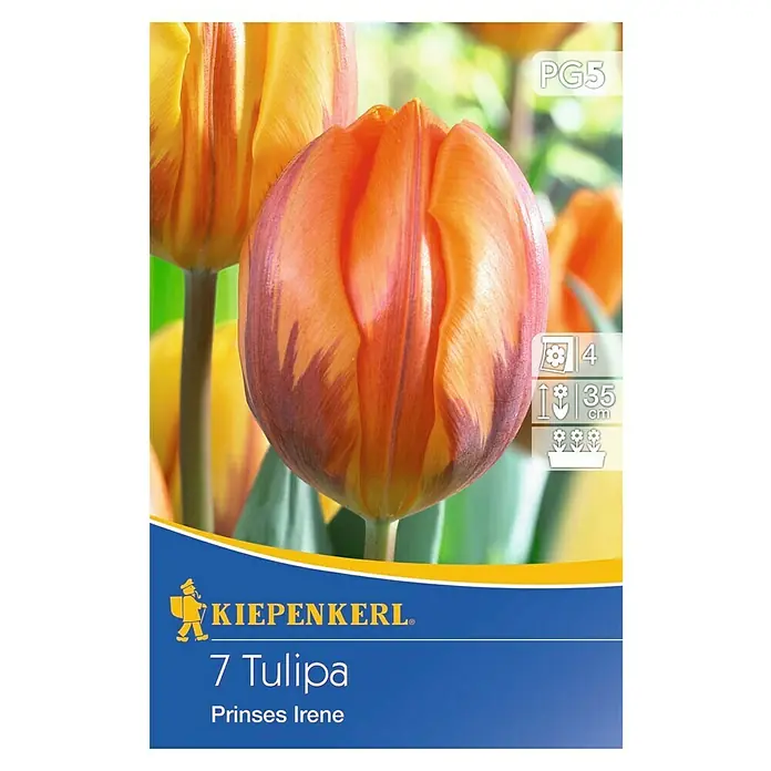 Kiepenkerl Frühlingsblumenzwiebeln Tulpe 'Prinses Irene' - Tulipa x hybride - Vorderansicht